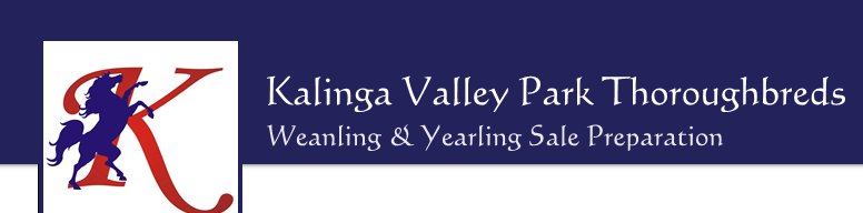 Kalinga Valley Park Thoroughbreds - Weanling & Yearling Sale Preparation